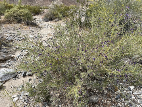 iNaturalist observation photo of indigo-bush