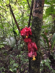 Drymonia coccinea