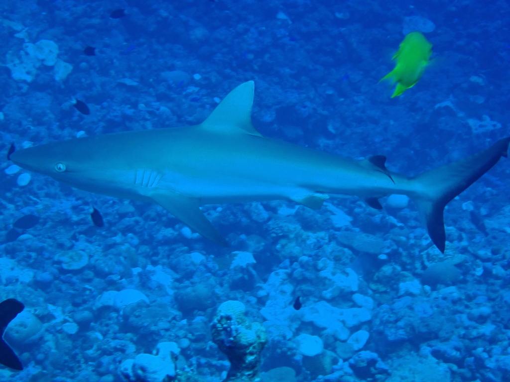 Grey Reef Shark