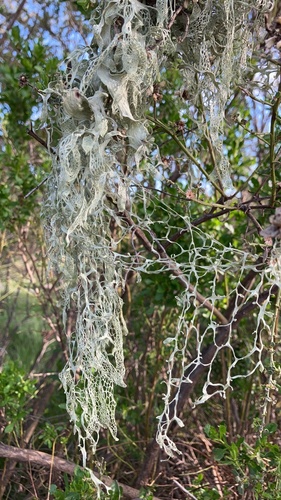 iNaturalist observation photo of lace lichen