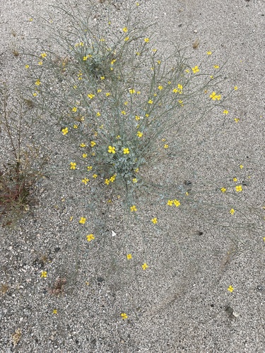 iNaturalist observation photo of Little Gold Poppy