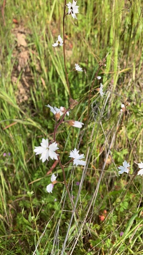 iNaturalist observation photo of San Francisco woodland-star