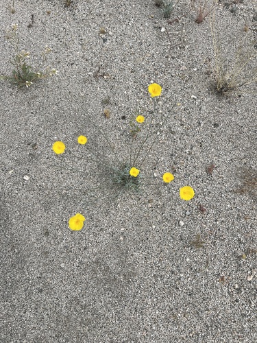 iNaturalist observation photo of goldpoppy