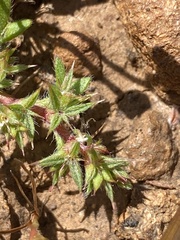 Chorizanthe polygonoides var. polygonoides