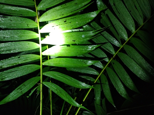 pacaya palm