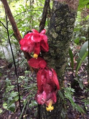 Drymonia coccinea