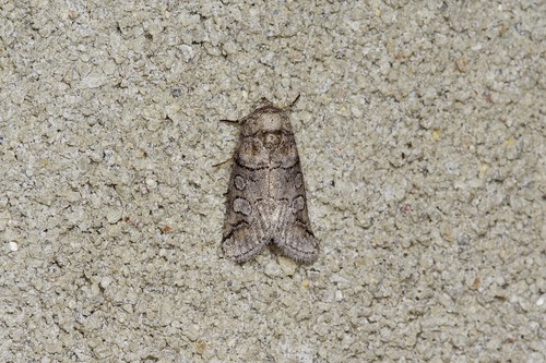 Anycteola fotelloides photo 2