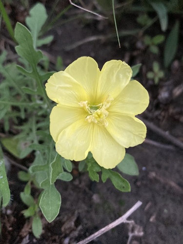 Oenothera grandis iNat (3)