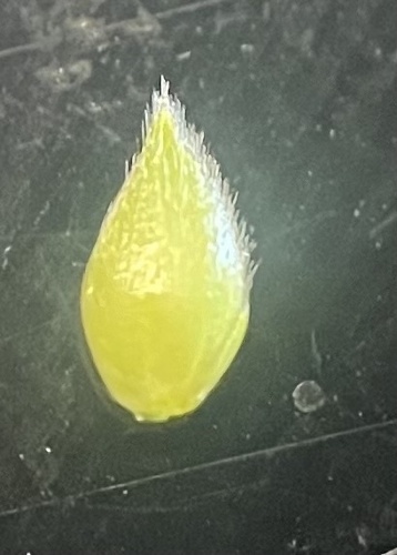 iNaturalist observation photo of Lesser Canary Grass