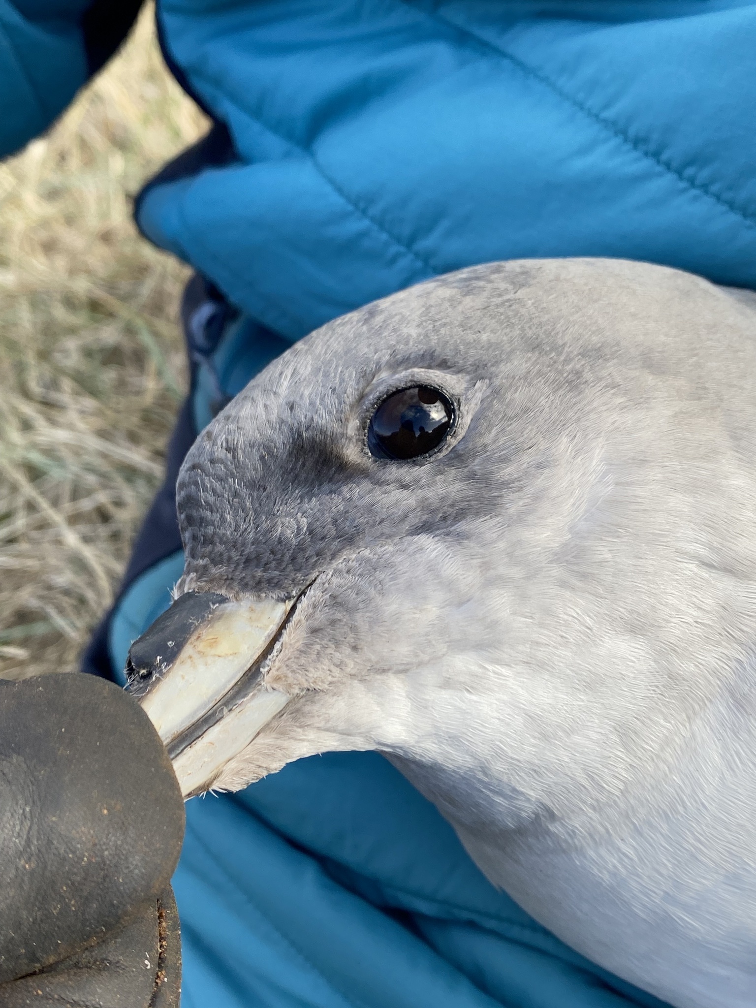 Grey Petrel (Procellaria cinerea), photo 3