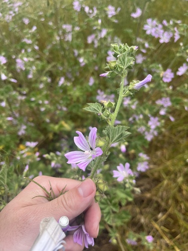 iNaturalist observation photo of Cretan mallow