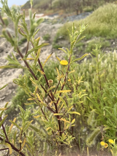 iNaturalist observation photo of Spanish False Fleabane