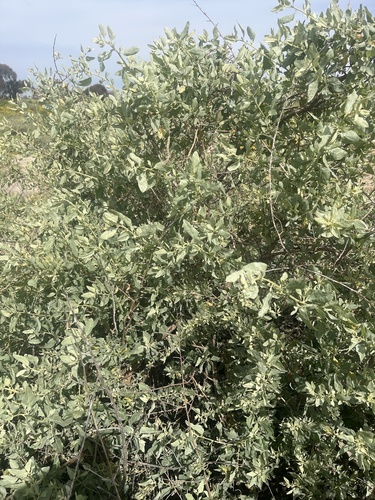 iNaturalist observation photo of big saltbush