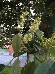 Croton magdalenensis