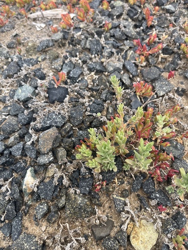 iNaturalist observation photo of Fivehorn smotherweed