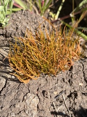 Pilularia americana