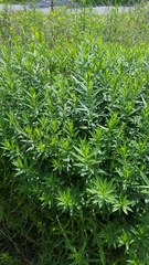 Amsonia tabernaemontana