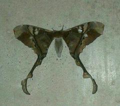 Copiopteryx