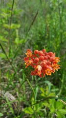 Asclepias lanceolata