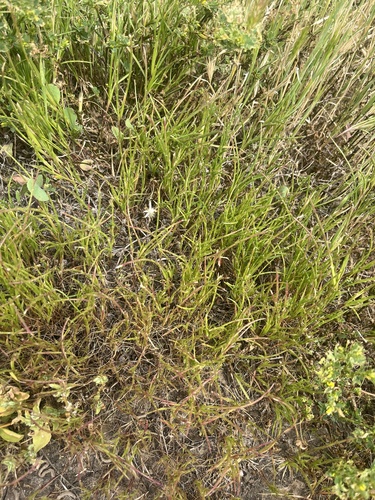iNaturalist observation photo of Sickle Grass