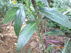 Schaueria calytricha