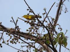 Setophaga petechia rufivertex