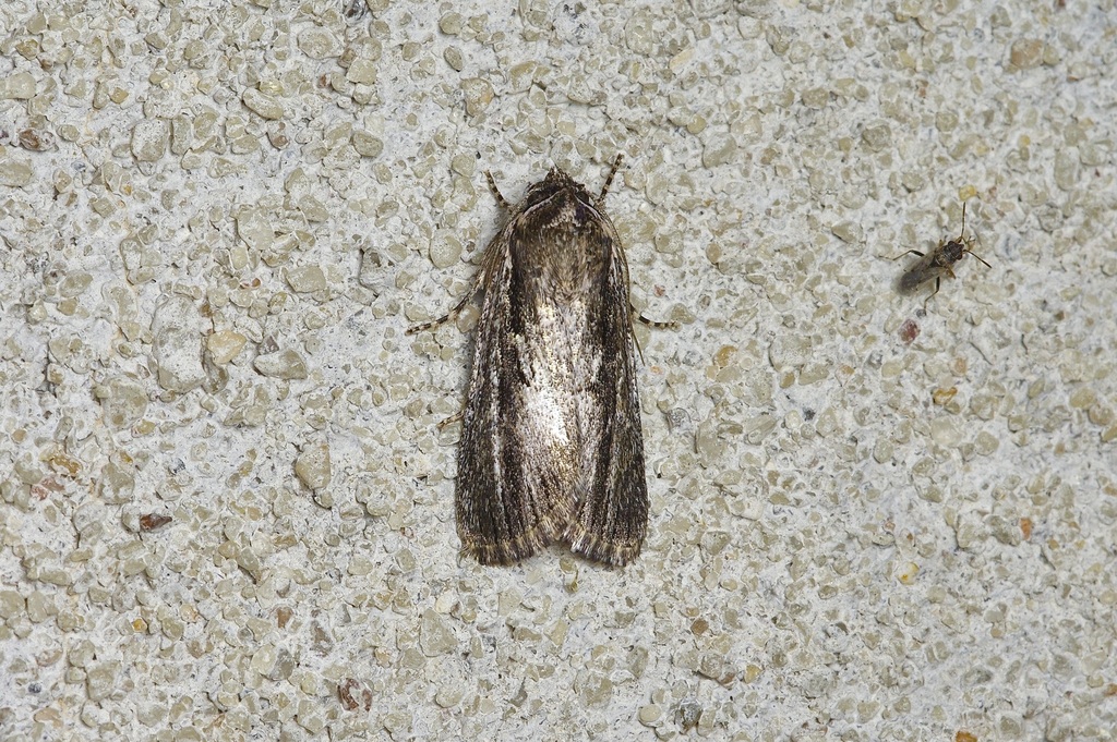 Sympistis cottami