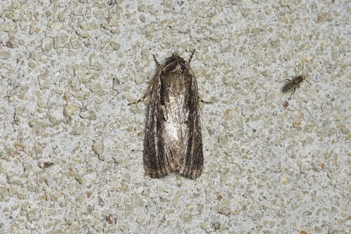 Sympistis cottami