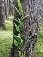 Serpocaulon levigatum