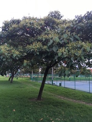 Croton magdalenensis