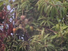 Mangifera indica