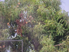 Mangifera indica