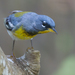 Northern Parula - Photo (c) Dan Pancamo, some rights reserved (CC BY-SA)