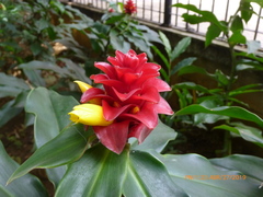 Costus barbatus