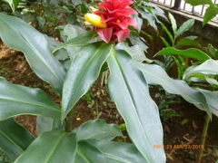 Costus barbatus