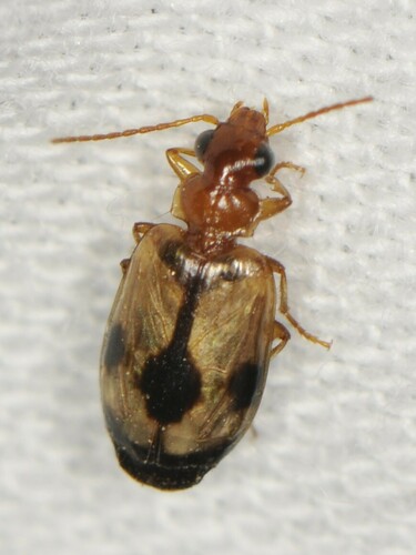 Lebia guttula