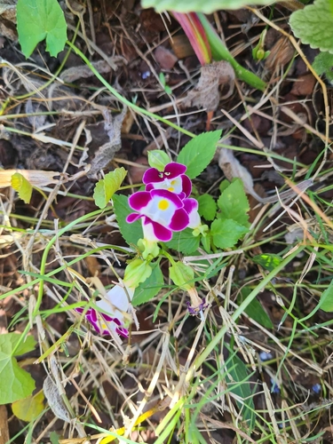Foto de Violeta-de-jardim