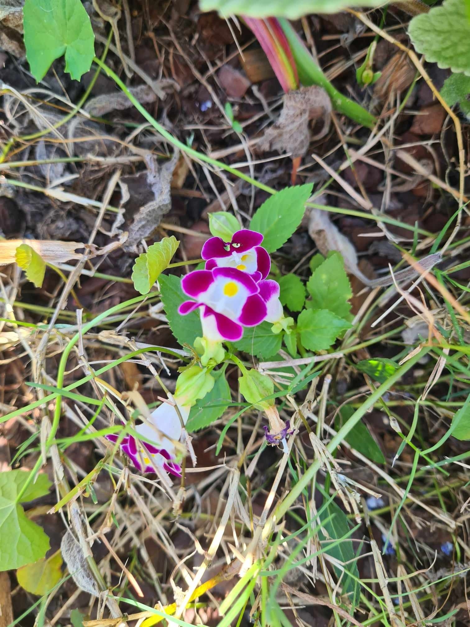 Imagem de Violeta-de-jardim