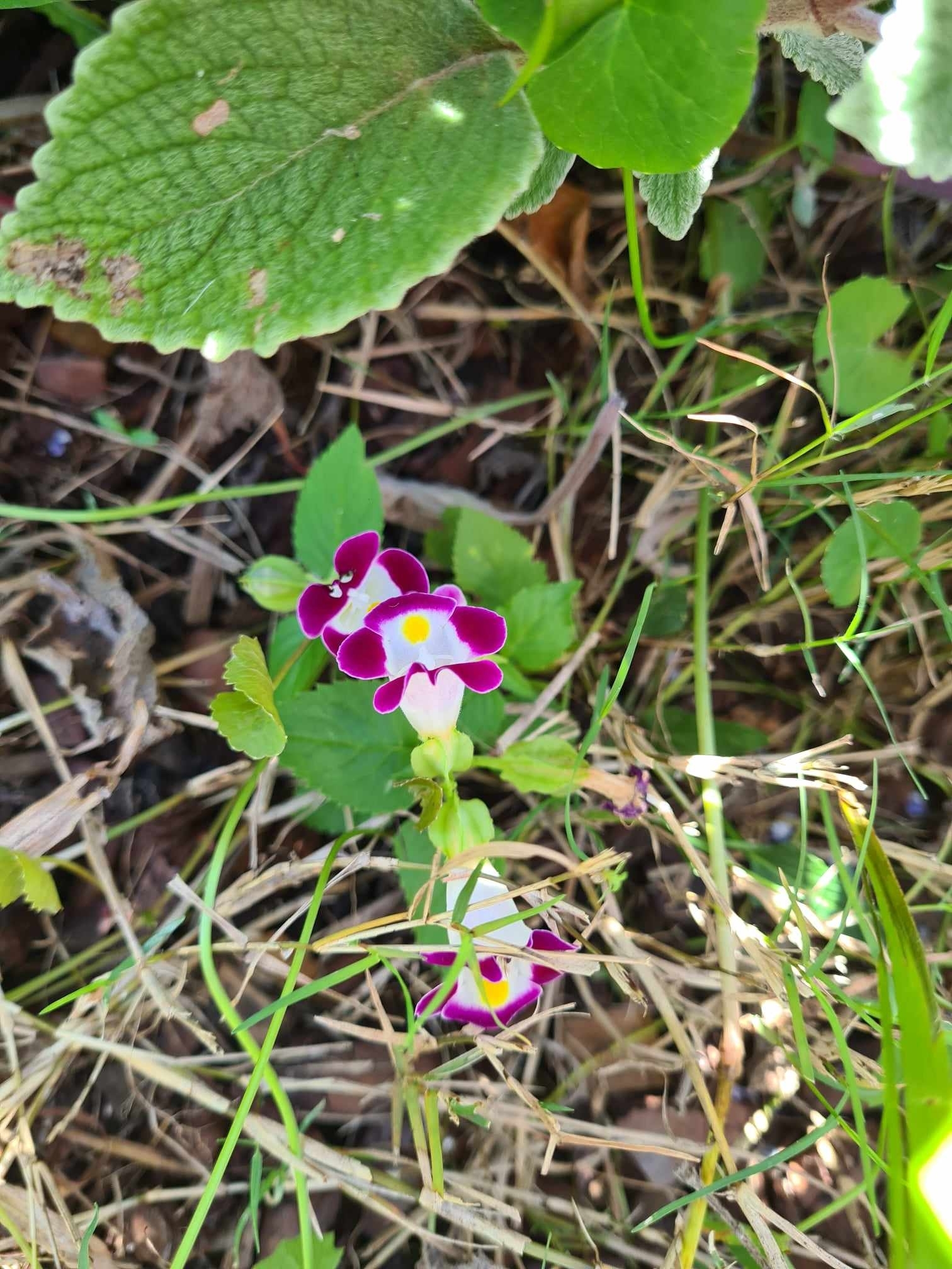 Imagem de Violeta-de-jardim