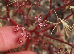 Chorizanthe leptotheca