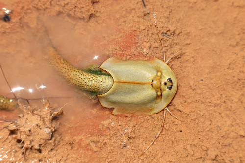 Representative image of Notostraca