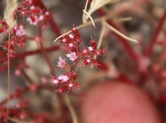 Chorizanthe leptotheca