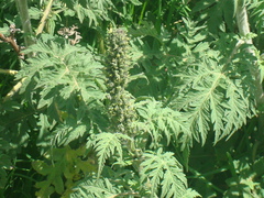 Ambrosia arborescens