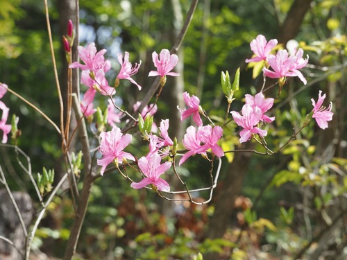 Rhododendron lagopus iNat (1)