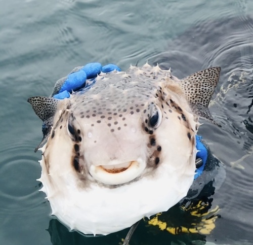 Netvormige egelvis (Chilomycterus reticulatus) — Diodontidae — 3