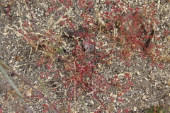 Chorizanthe leptotheca