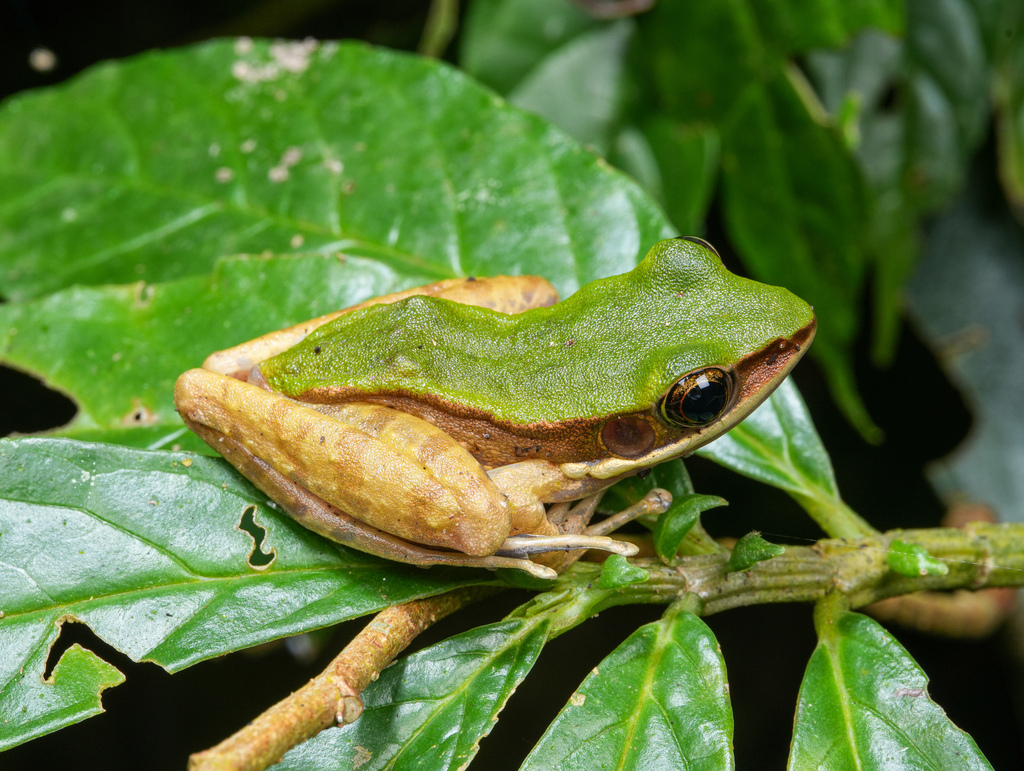 Grass Odorous Frog