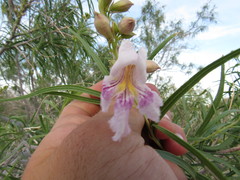 Chilopsis linearis arcuata