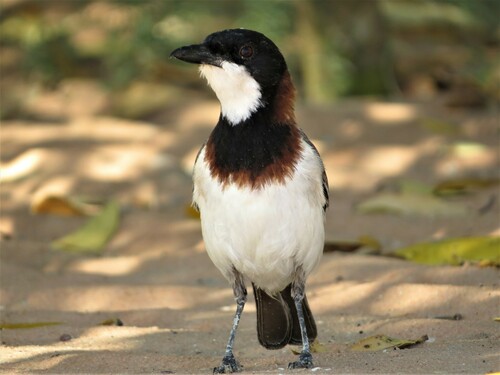White-breasted Whistler (Pachycephala lanioides), photo 8