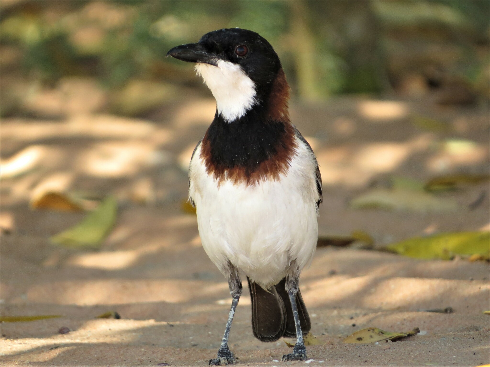 White-breasted Whistler (Pachycephala lanioides), photo 10